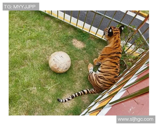 广东华南虎与上海大鲨鱼2015年精彩对决回顾与分析 广东华南虎与上海大鲨鱼2015年精彩对决回顾与分析